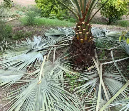 Especialistas en Poda de Árboles Frutales en Toledo