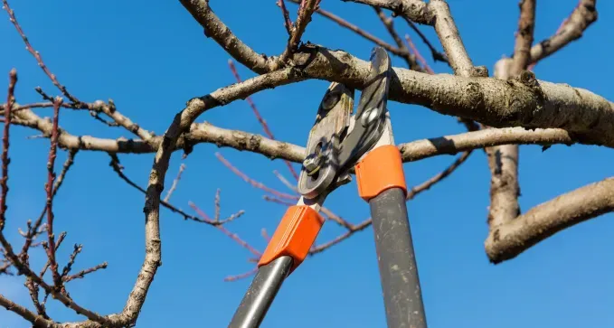 Razones para Podar un Árbol en Toledo