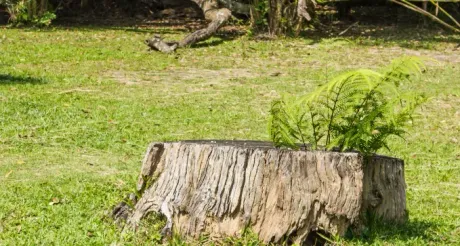 Eliminación de Tocones de Árboles