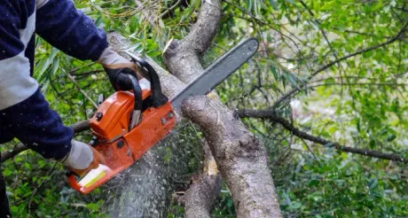 poda de arboles y arbustos en Toledo