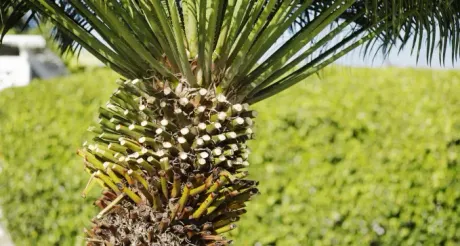 poda de palmeras en Toledo